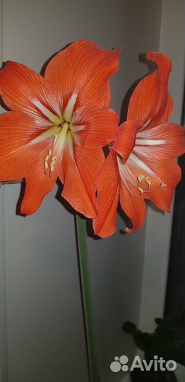 Гиппиаструм