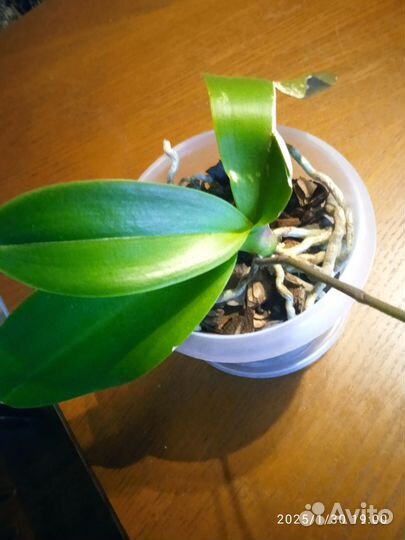 Орхидея фаленопсис