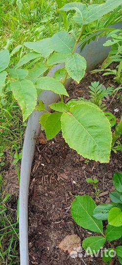 Маньчжурский орех саженцы