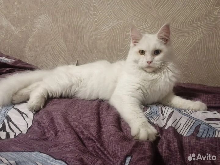 Ищем жениха