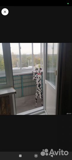 Далматинец