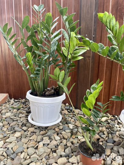 Замиокулькас