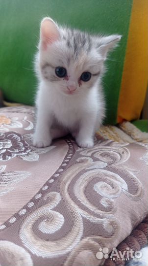 Шотландские котята