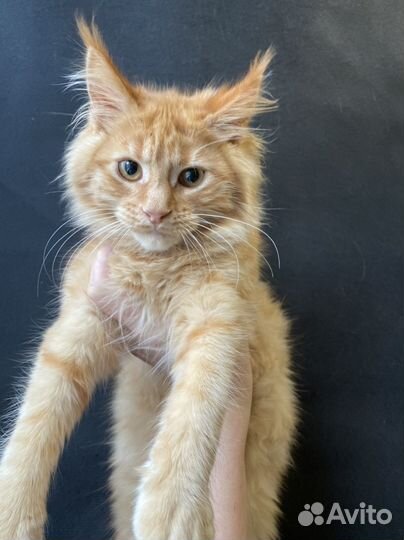 Мейн-кун котенок