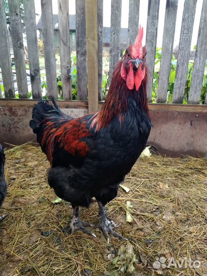 Петух Маран чёрно медный