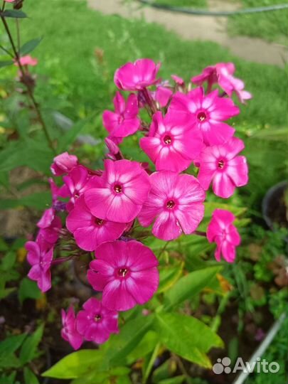 Флоксы, разные сорта