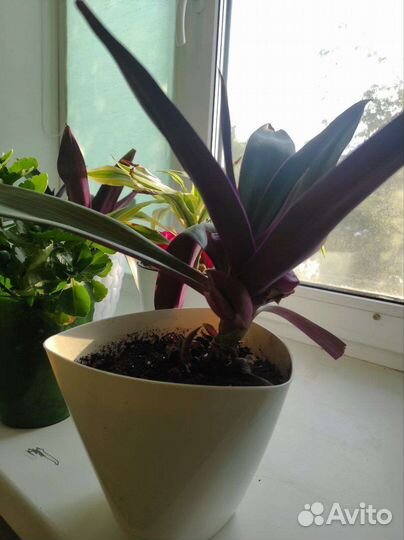 Традесканция белая