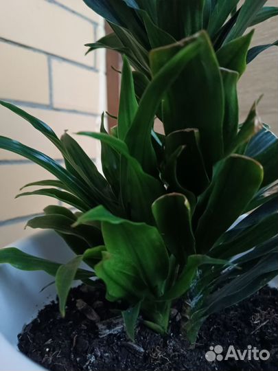 Драцена фрагранс компакта