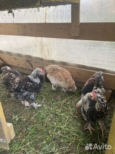 Петух фавероль