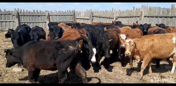 Тёлки и нетели