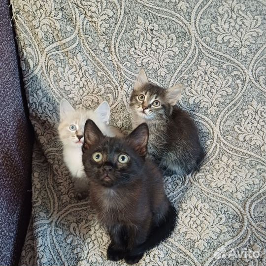 Кошки в добрые руки