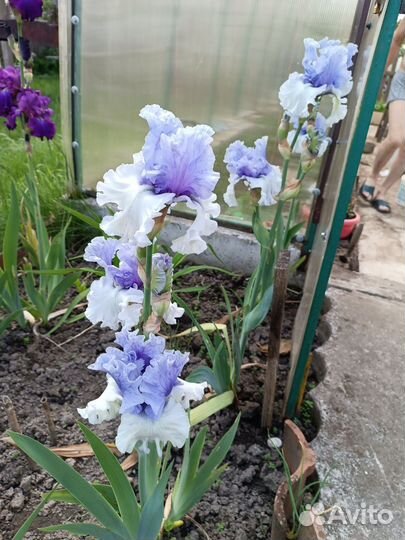 Ирисы