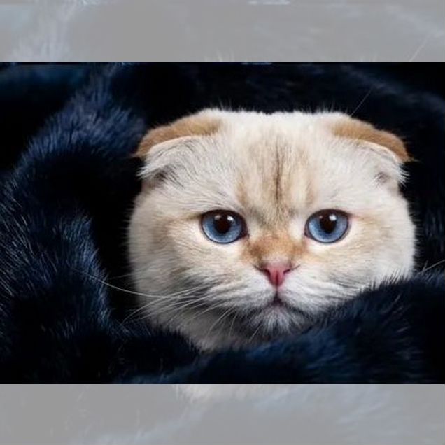 Британский короткошёрстный, взрослый кот