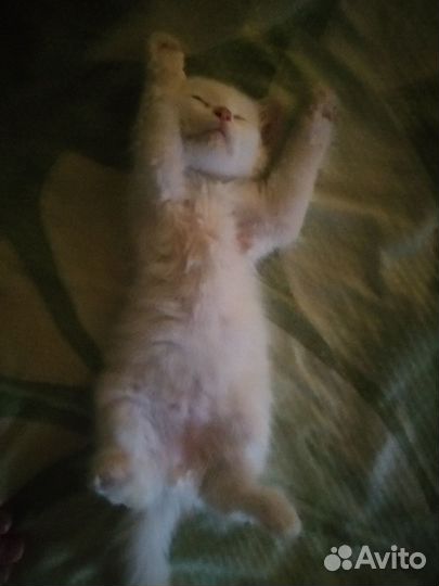 Продаются котята