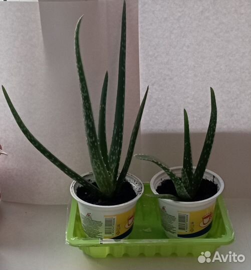 Алоэ вера растение