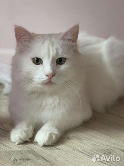 Белая кошка, котик, котята ищут семьи