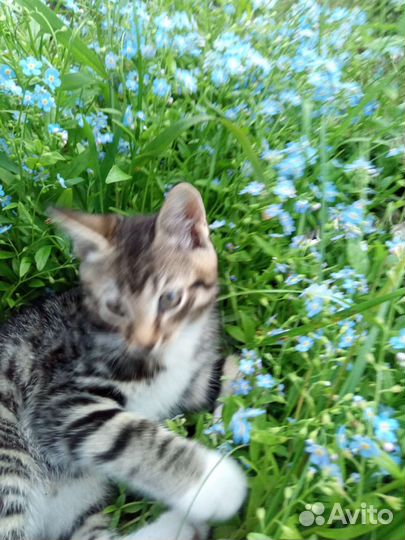 Котята в добрые руки бесплатно Архангельск