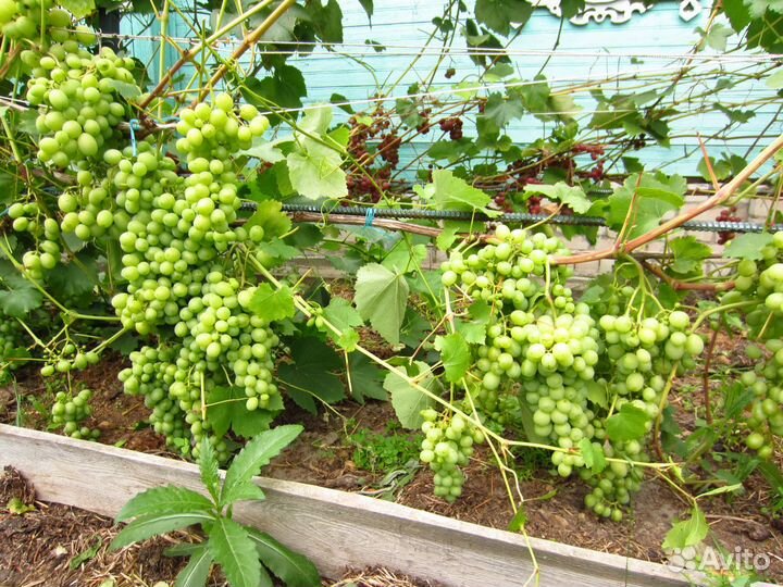 Саженцы раннего винограда, грецкого ореха