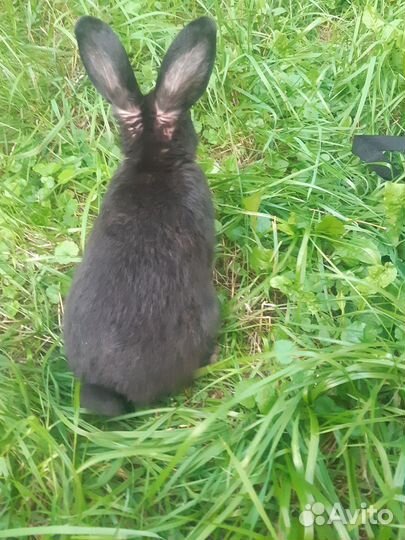 Декоративный кролик