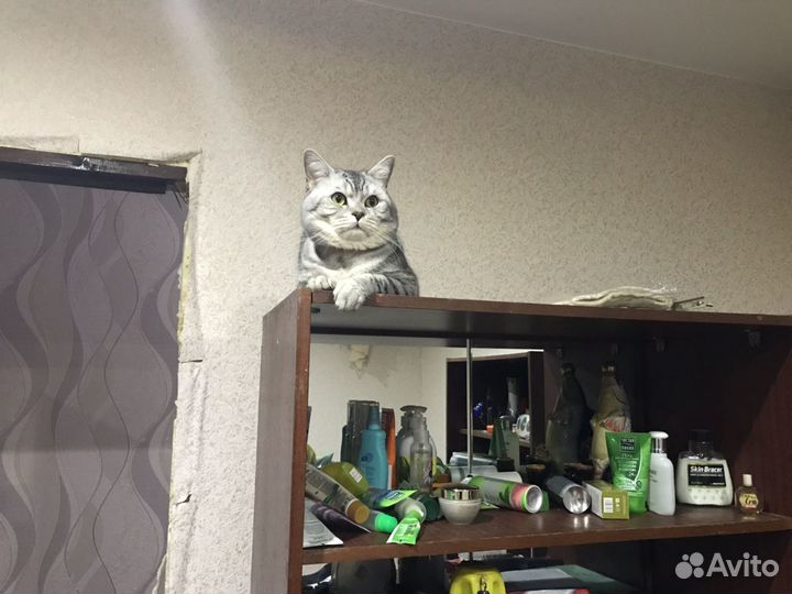Кот ищет девочку для случки