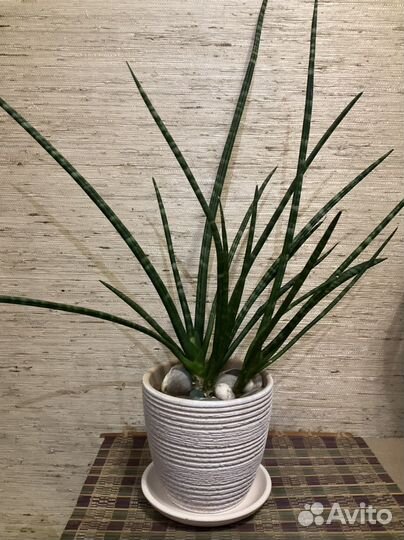 Сансевиерия цилиндрика