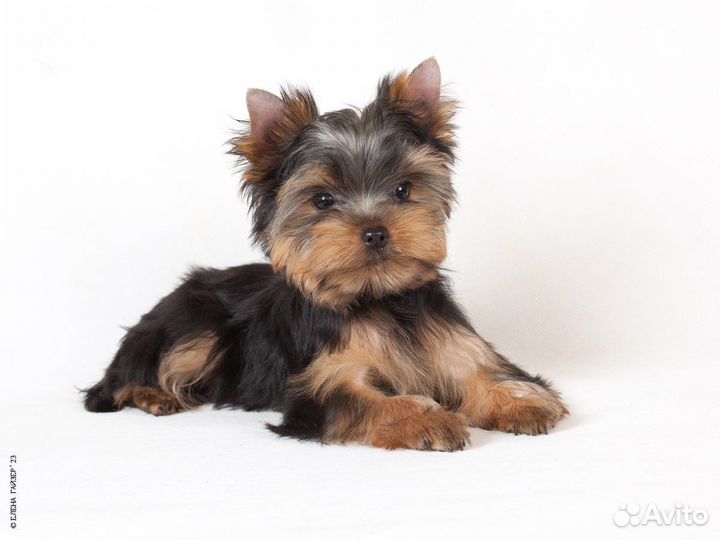 Мальчик йоркширского терьера