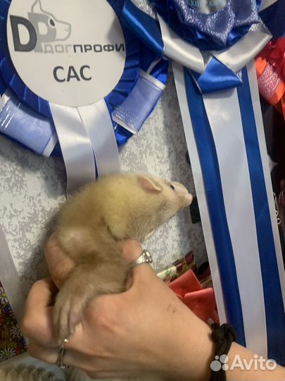 Хорек мальчик