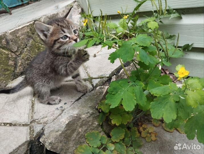 Котята в добрые руки 2 месяца