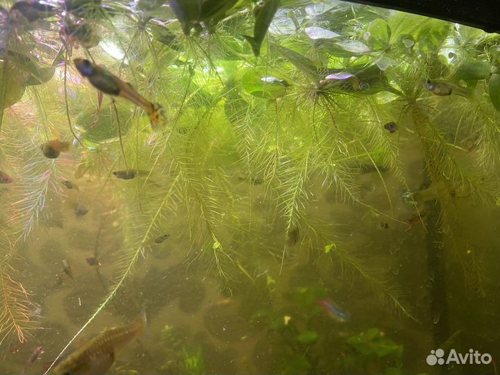 Пистия (аквариумная капуста)