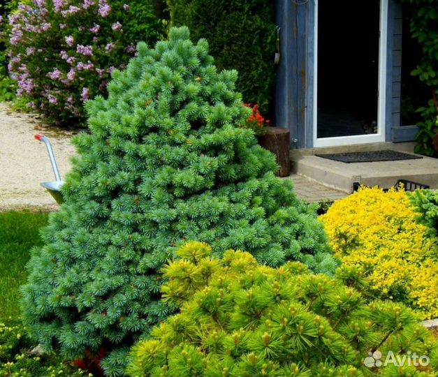 Подушковидные ели