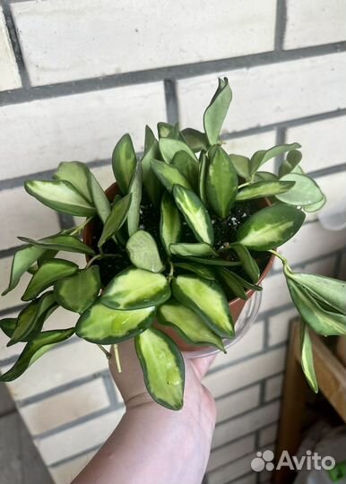 Хойи разные