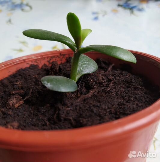 Толстянка или денежное дерево, комнатные цветы