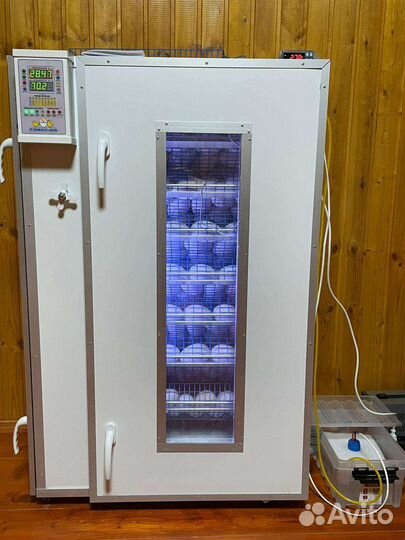 Гусята суточные и подрощенные