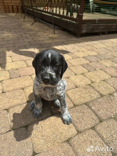 Щенки дратхара продажа