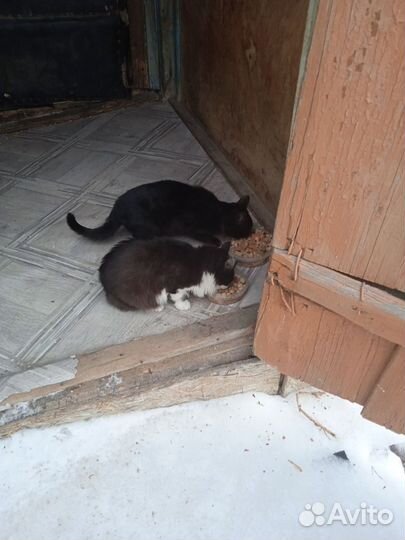 Котята отдам в добрые руки бесплатно