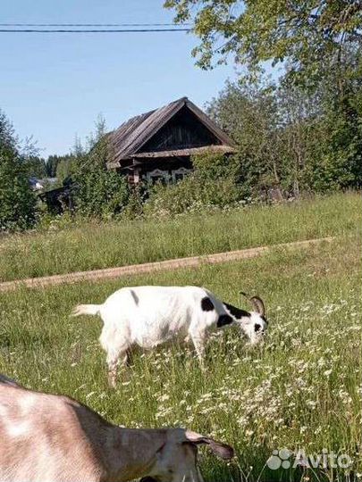 Нубийские козы