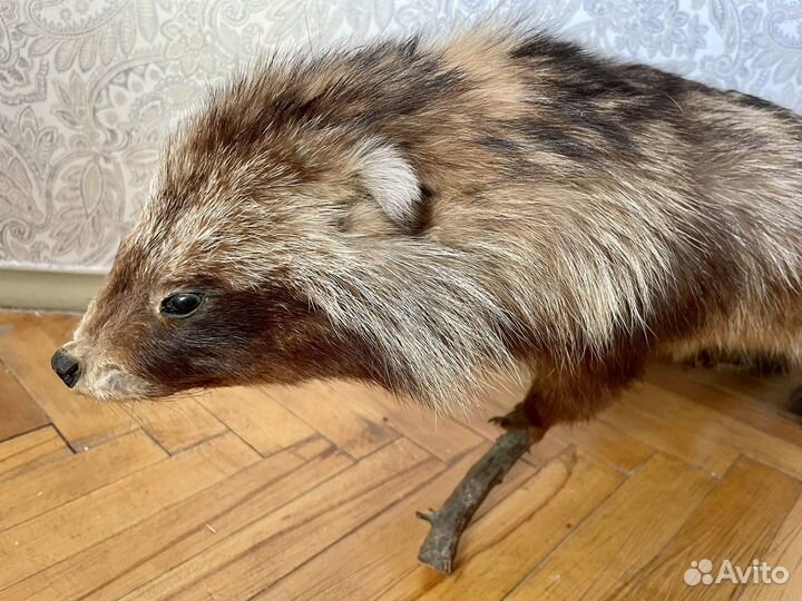 Чучело енота