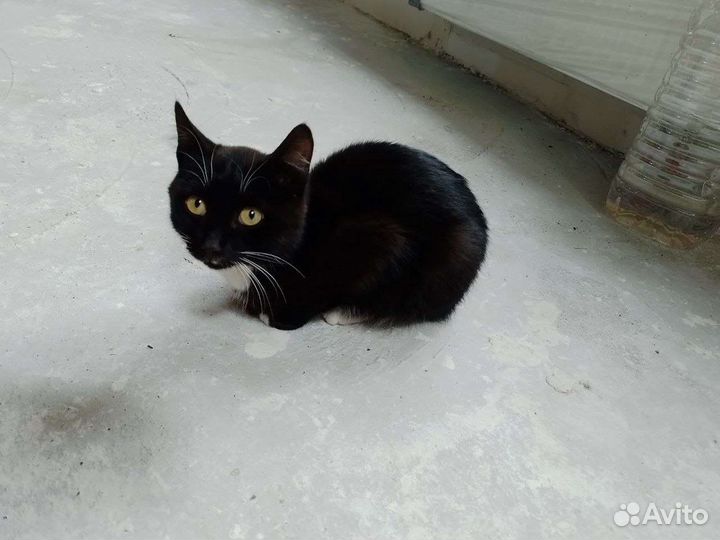 Отдам бесплатно котёнка мальчика в хорошие руки