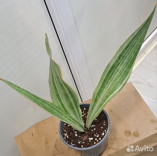 Сансевиерии сортовые