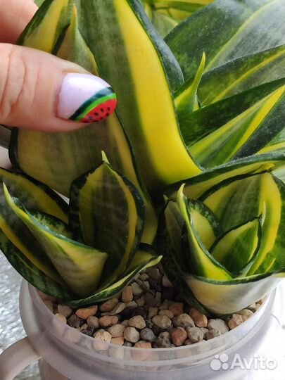 Сансевиерия сортовая