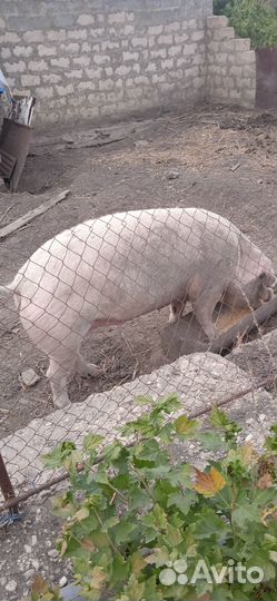 Продается свиноматка
