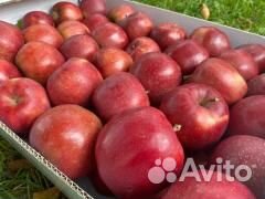 Работа на сбор яблоки