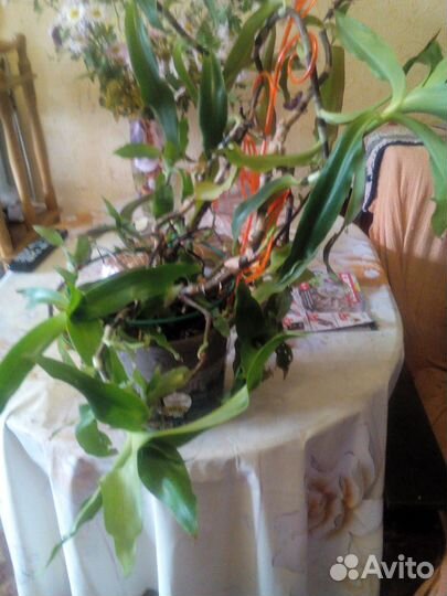 Золотой ус взрослый