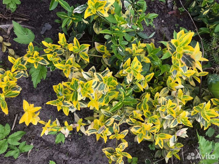 Саженцы самшита