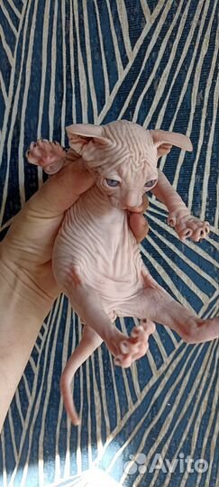 Канадский сфинкс котенок