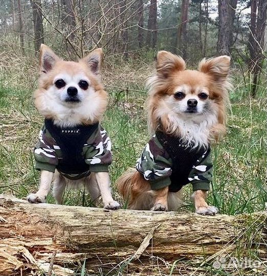 Одежда для собак мелких пород /Южная Корея