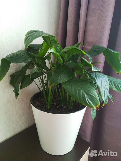 Спатифиллум