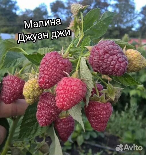 Саженцы малины ремонтантной и летней