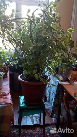 Пидилантус