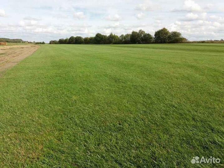 Рулонный газон, укладка, продажа